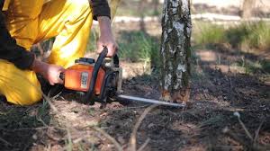 Best Tree Health Inspection  in Georgetown, CA