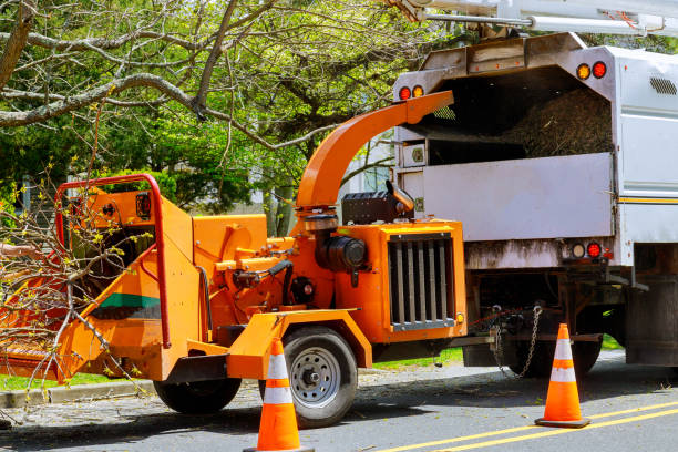 How Our Tree Care Process Works  in  Georgetown, CA