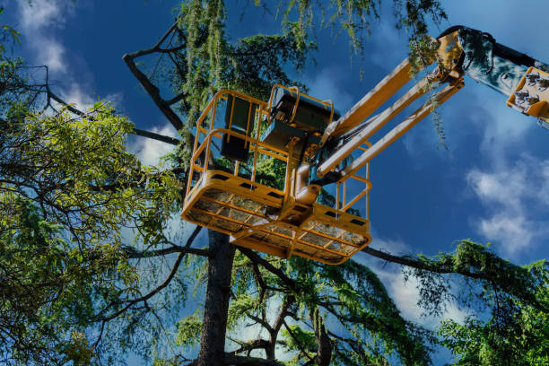 Best Fruit Tree Pruning  in Georgetown, CA
