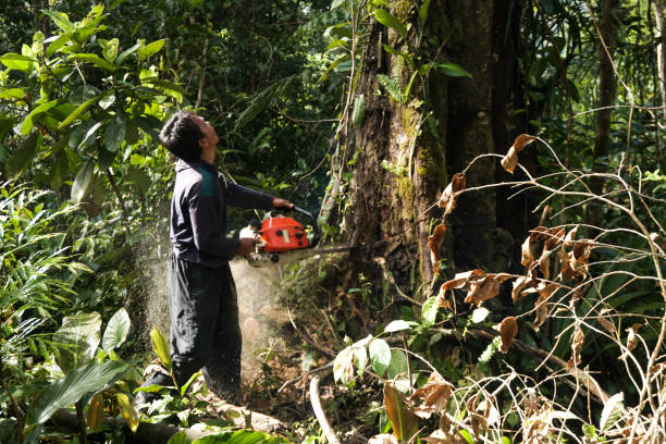 Best Emergency Tree Removal  in Georgetown, CA