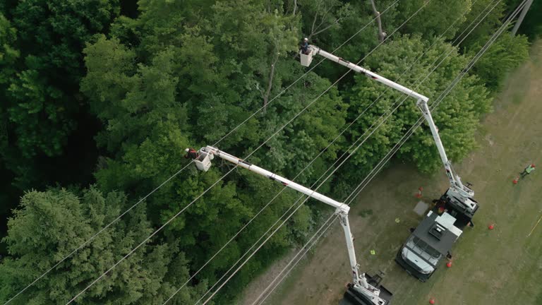 Best Arborist Consultation Services  in Georgetown, CA