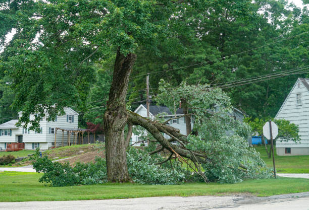 Best Storm Damage Tree Cleanup  in Georgetown, CA
