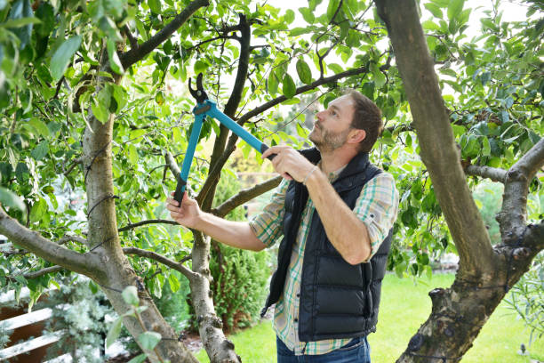 Best Tree Cabling and Bracing  in Georgetown, CA